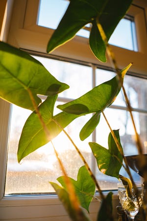 A houseplant in a sunny window.