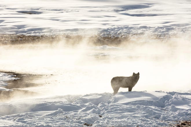 This Jan. 24, 2018, photo released by the National Park Service shows a wolf from the Wapiti Lake pack silhouetted by a nearby hot spring in Yellowstone National Park, Wyo. Park officials say hunters in neighboring states have killed 20 of the park's renown gray wolves in recent months, most of them in Montana after the state lifted hunting restrictions near the park. (Jacob W. Frank/National Park Service via AP, File)