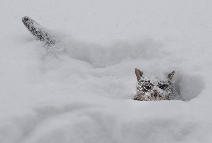 A cat plays in the snow during a huge winter storm in Mississauga, Ontario, on Monday, Jan. 17, 2022. 