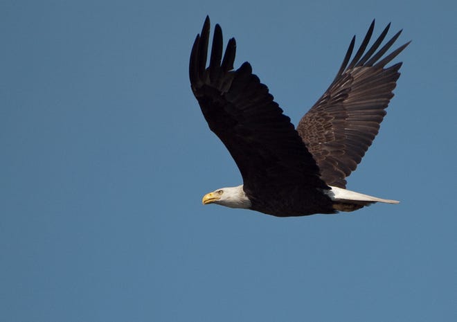 An adult bald eagle has the tell-tale white head and tail, which makes them easier to identify than the younger birds.