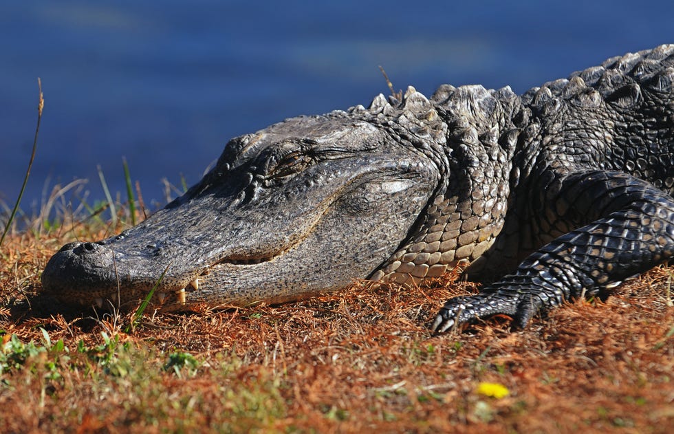 An alligator basks in the sun along the shore of Greenfield Lake, just south of downtown Wilmington, in this spring 2013 picture.