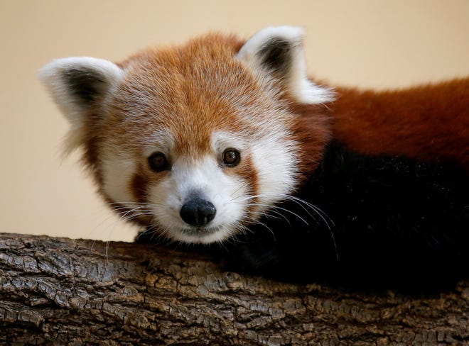 Okc Zoo Welcomes New Red Panda Benjamin In Hopes To Boost Survival Okc Zoo Welcomes New Red Panda Benjamin In Hopes To Boost Survival