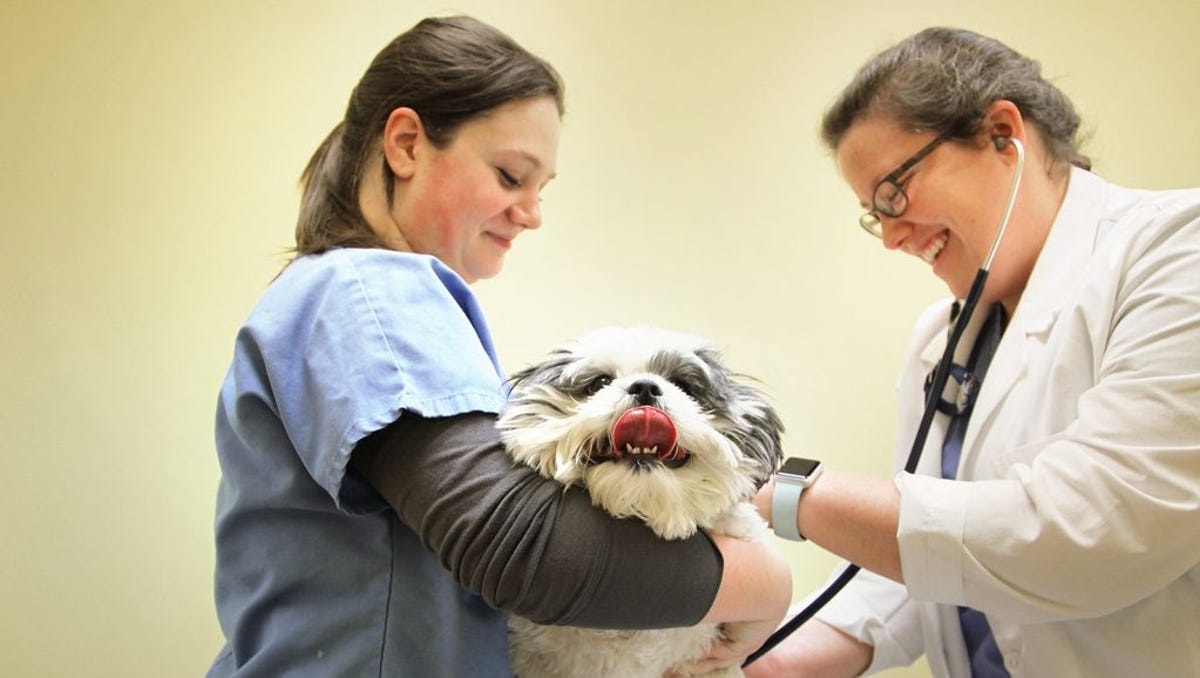 Tessie is greeted by Dr.  KC Horigan from Norwell Veterinary Hospital.