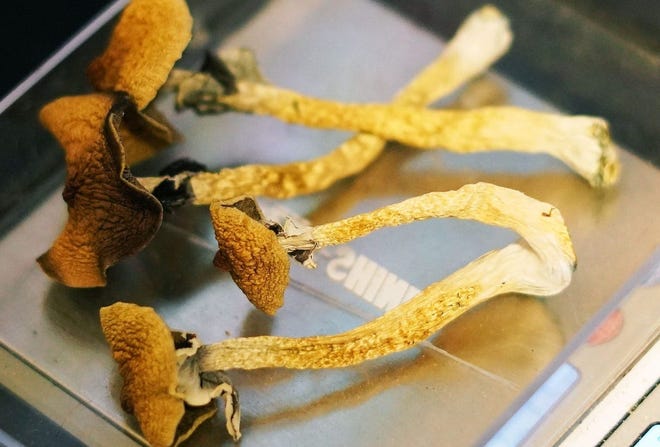 In addition to their hallucinogenic effects, Psilocybin mushrooms (also known as "magic mushrooms") may play a role in the treatment of some mental health issues.