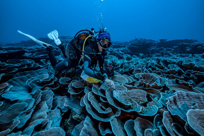 Dalam foto ini disediakan oleh @alexis.rosenfeld, seorang peneliti dari Pusat Penelitian Ilmiah Nasional Prancis mempelajari karang di perairan lepas pantai Tahiti di Polinesia Prancis pada Desember 2021.
