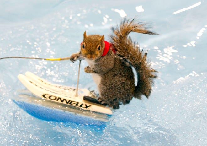Twiggy the water-skiing squirrel returns to the Milwaukee Boat Show this week, carrying on a tradition that's lasted more than 40 years.