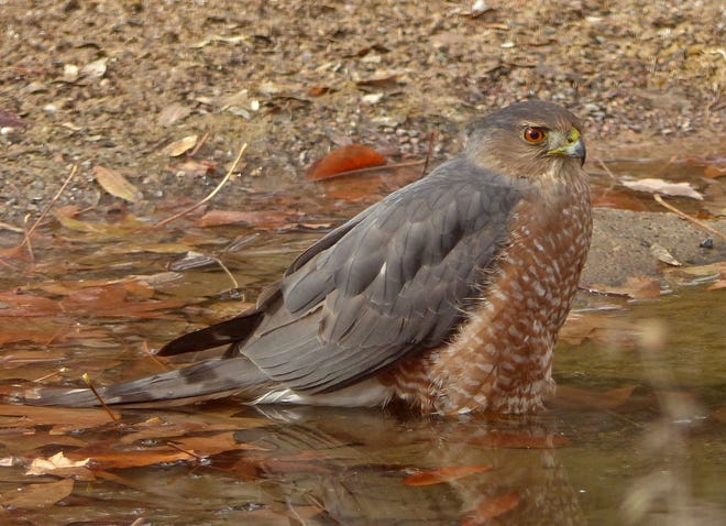 An adult Cooper’s Hawk takes a leisurely soak in a backyard birdbath in southern New Mexico