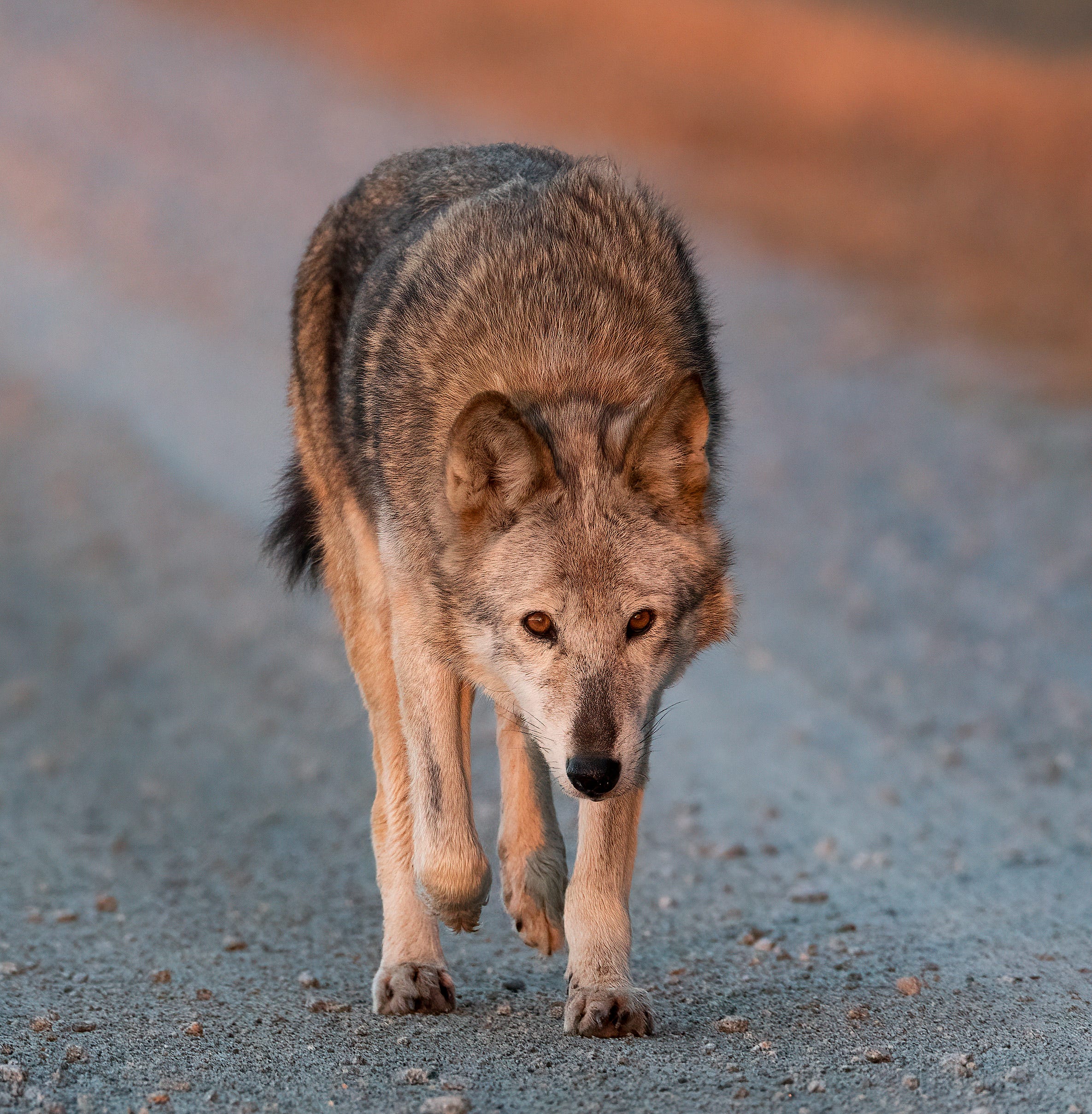 Why did the red wolf become an endangered species?
