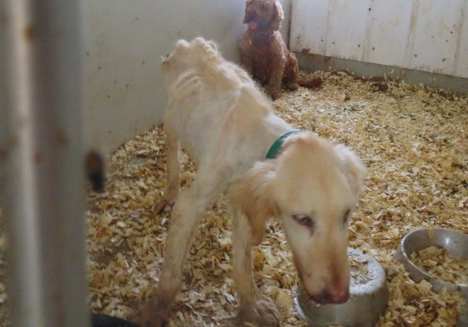 This emaciated golden retriever was found inside a horse stall in an Iowa dog-breeding facility run by Daniel Gingerich. Federal officials say Gingerich placed dogs there in an effort to hide them from inspectors.