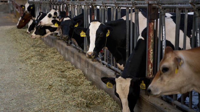 Dairy cows eat their evening meal at the UC Davis dairy, located on campus.