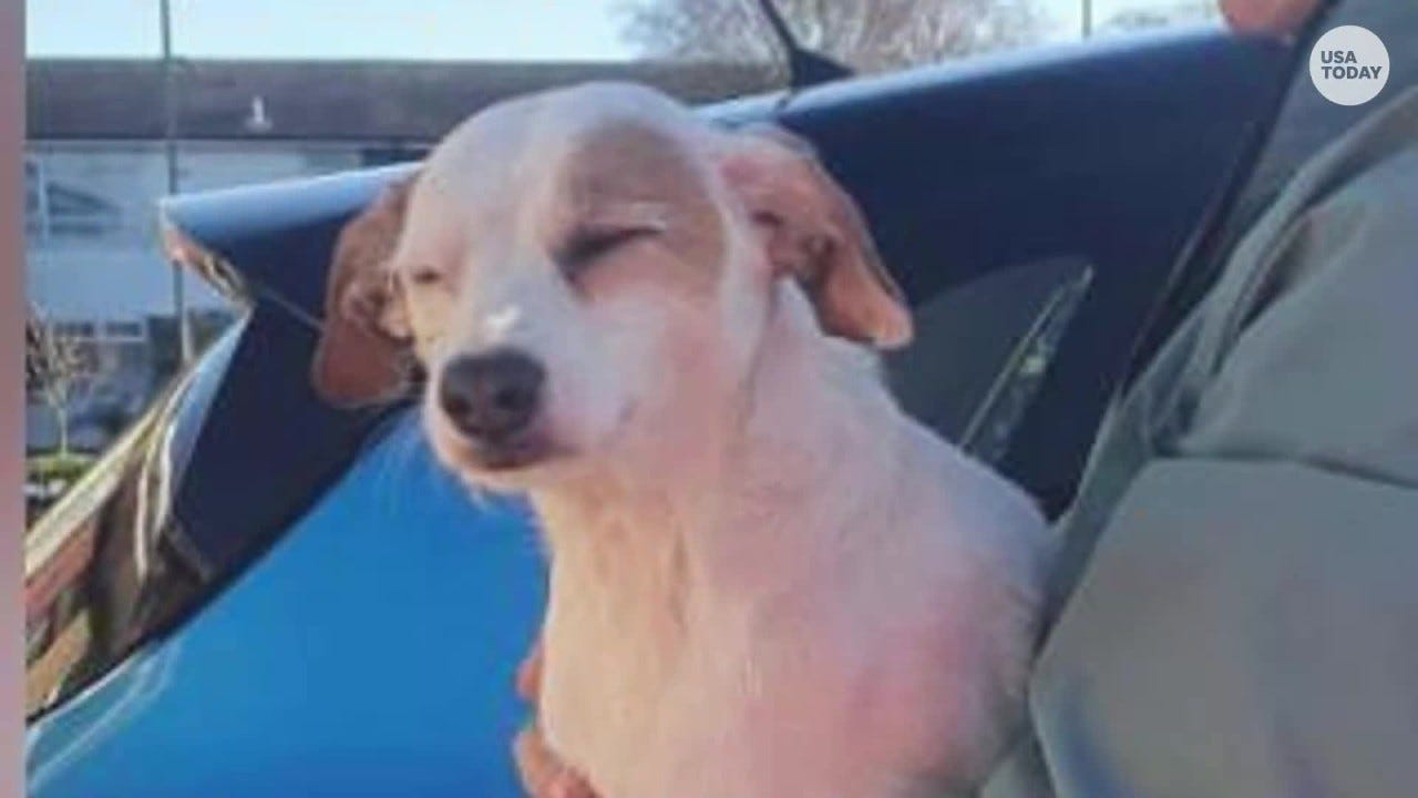 Stranded dog 'Millie' saved by rescuers with drone dangling sausage