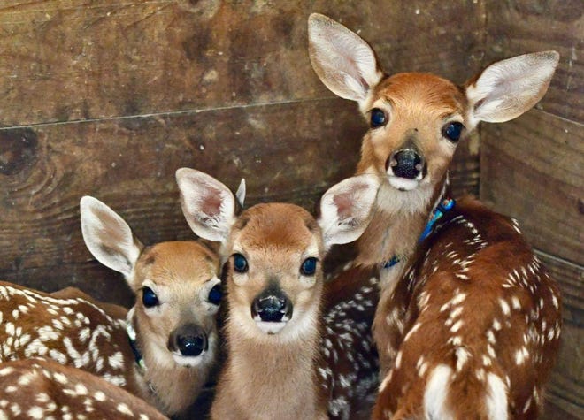 Fawns being cared for at wildlife rehabilitation center Nottingham Nature Nook in Bath Township.
