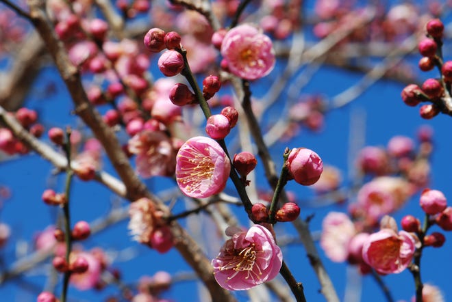 A Japanese apricot tree in bloom.