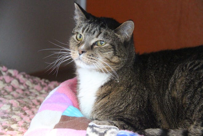 One of the cats available to be adopted at the Raccoon River Pet Rescue on Tuesday, Jan. 25, 2022, in Perry.