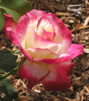 Now's the time to prune roses for beautiful blooms in the spring.