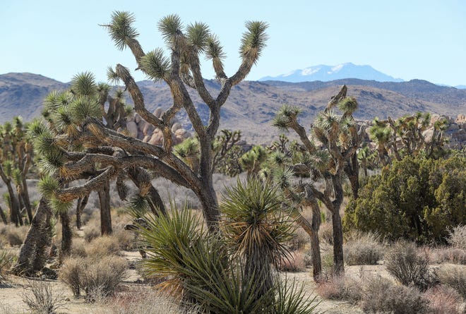 A Joshua tree forest in Joshua Tree National Park, Calif., Monday, January 24, 2022.  In the distance is Mt. San Gorgonio.