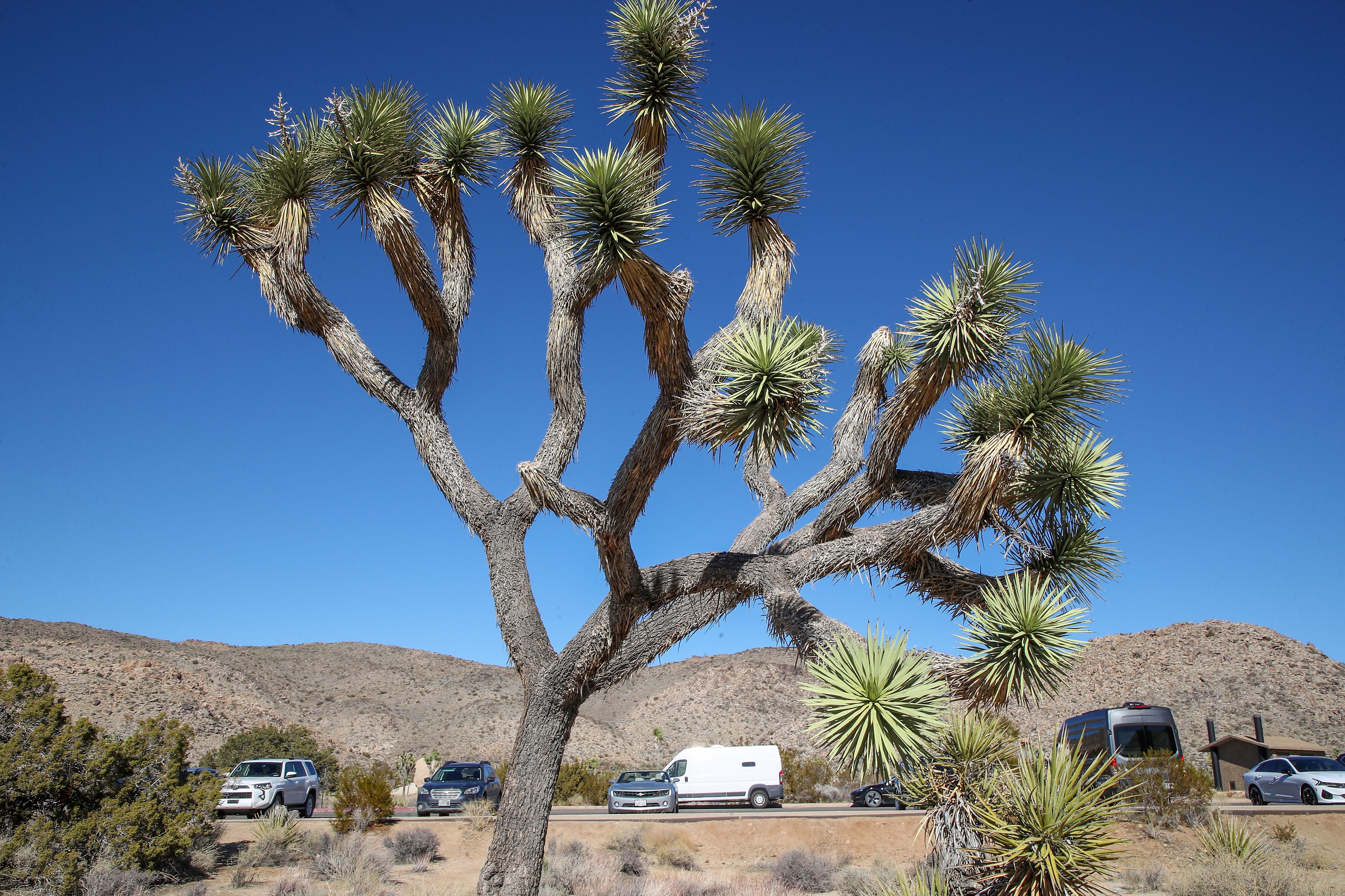 Legend has it that Mormon immigrants who’d made it across the mighty Colorado River in the mid-1800s named the iconic Joshua trees after the biblical figure Joshua, seeing the trees’ limbs as outstretched in supplication, guiding them westward.