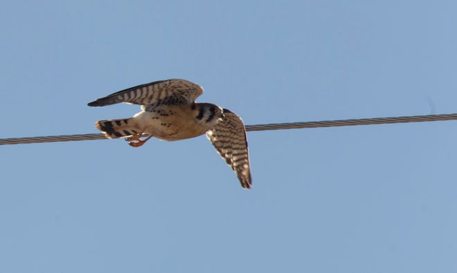 A falcon is spotted near a power line in Cedar City on Monday. Biologists with the Utah Division of Wildlife Resources in Cedar City conduct a raptor survey each year to collect data on local birds.