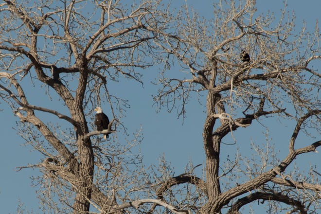 A bald eagle is spotted in the branches of a tree in Cedar City on Monday. Biologists with the Utah Division of Wildlife Resources in Cedar City conduct a raptor survey each year to collect data on local birds.