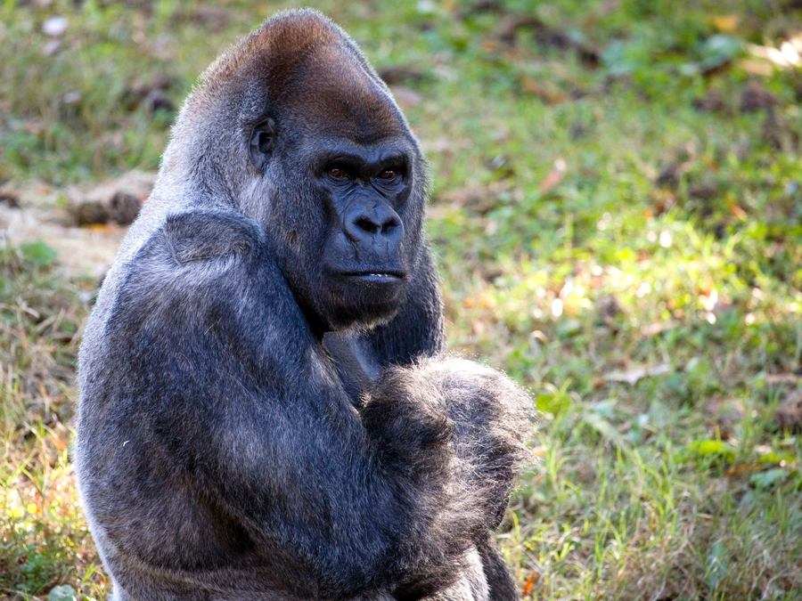 Ozzie, the world's oldest male gorilla, was found dead at Zoo Atlanta on Jan. 25, 2022. He was 61.