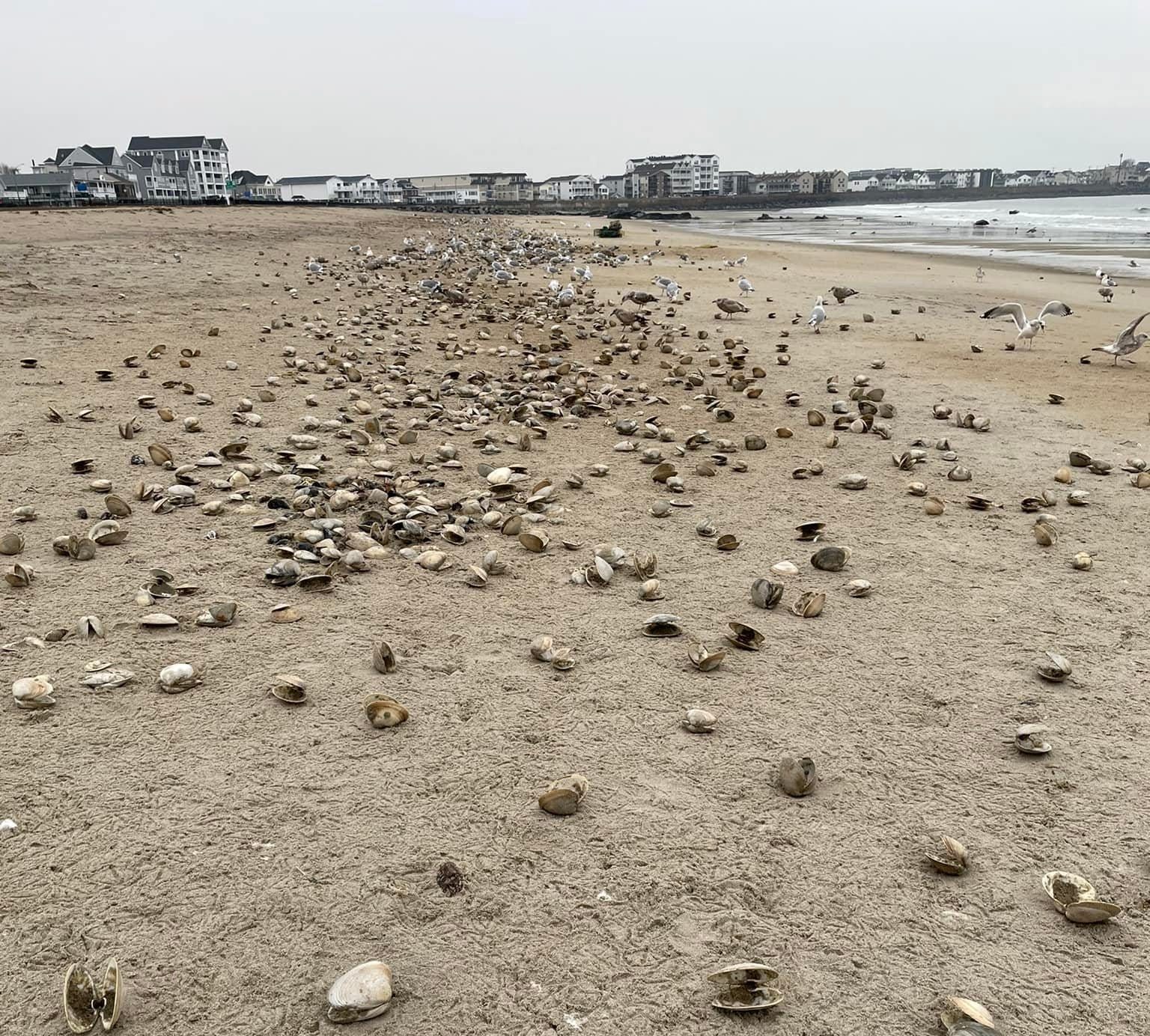 Sea Clams On Hampton Beach Nh After Winter Storm What To Know