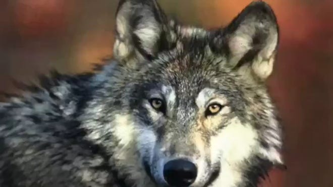 Wolves in Colorado: An FAQ on attacks, behavior, environmental impact