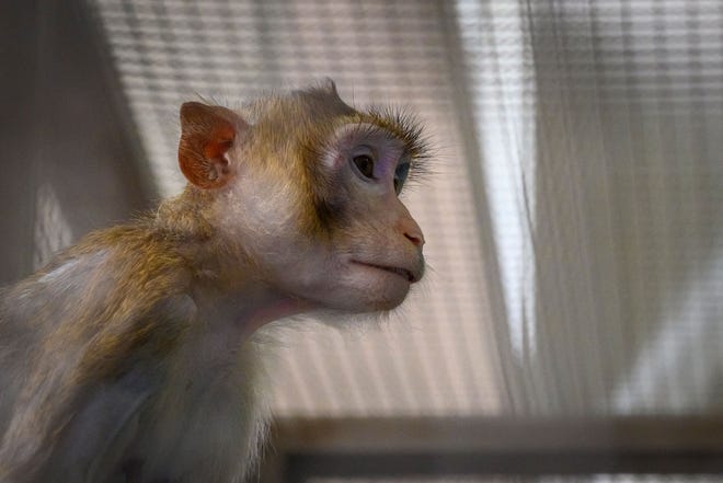 This file photo taken on May 23, 2020 shows a laboratory monkey sitting in a cage at the Longtail Macaque Breeding Center at the National Primate Research Center of Thailand at Chulalongkorn University, Saraburi.