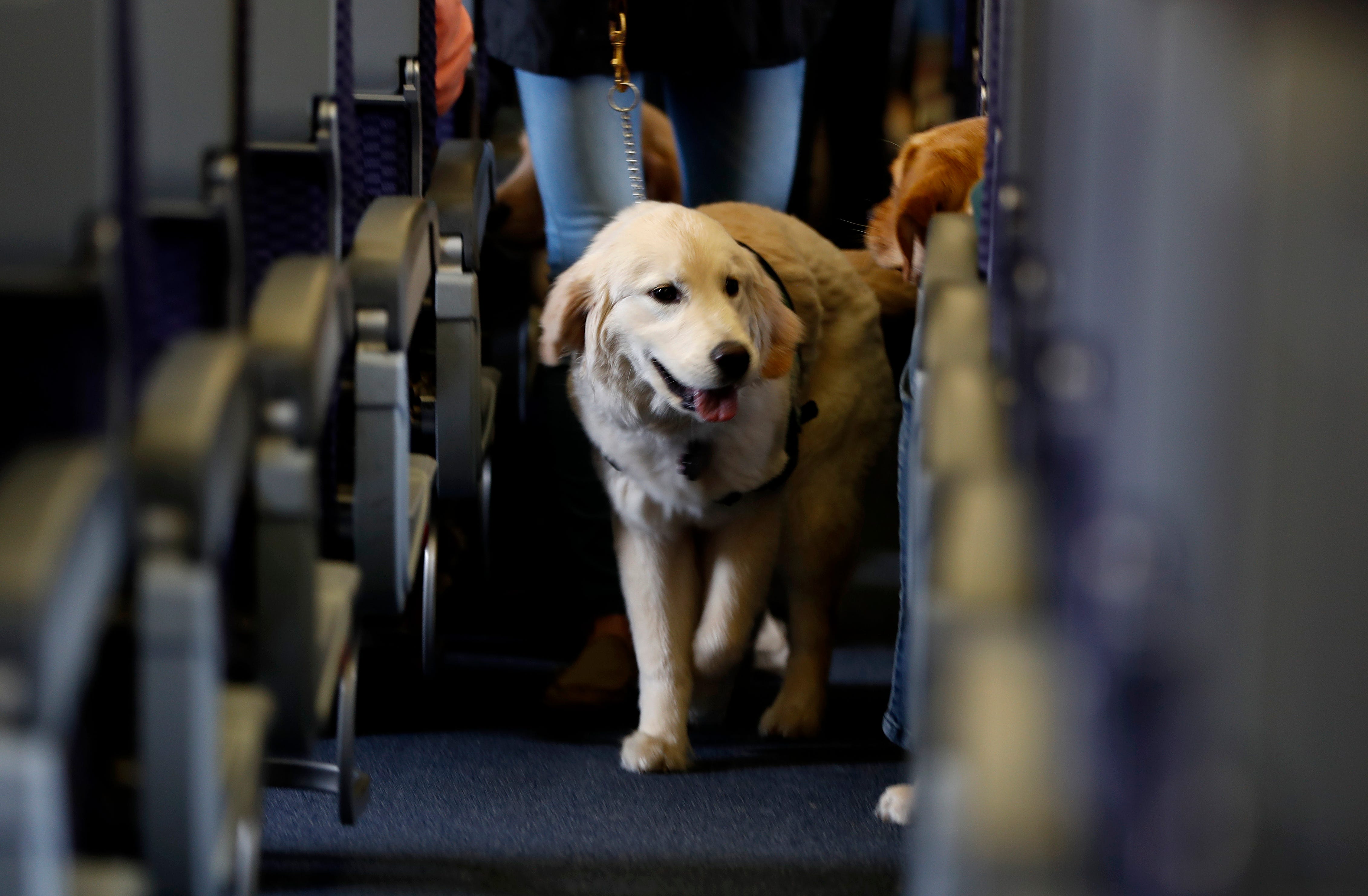 Можно с собаками в тц. Собака в самолете. Животные в салоне самолета. Животные в аэропорту. Аэропорт для животных.