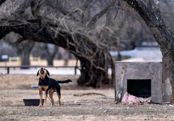 A dog on a chain barks in an open yard behind a south Abilene home Thursday.