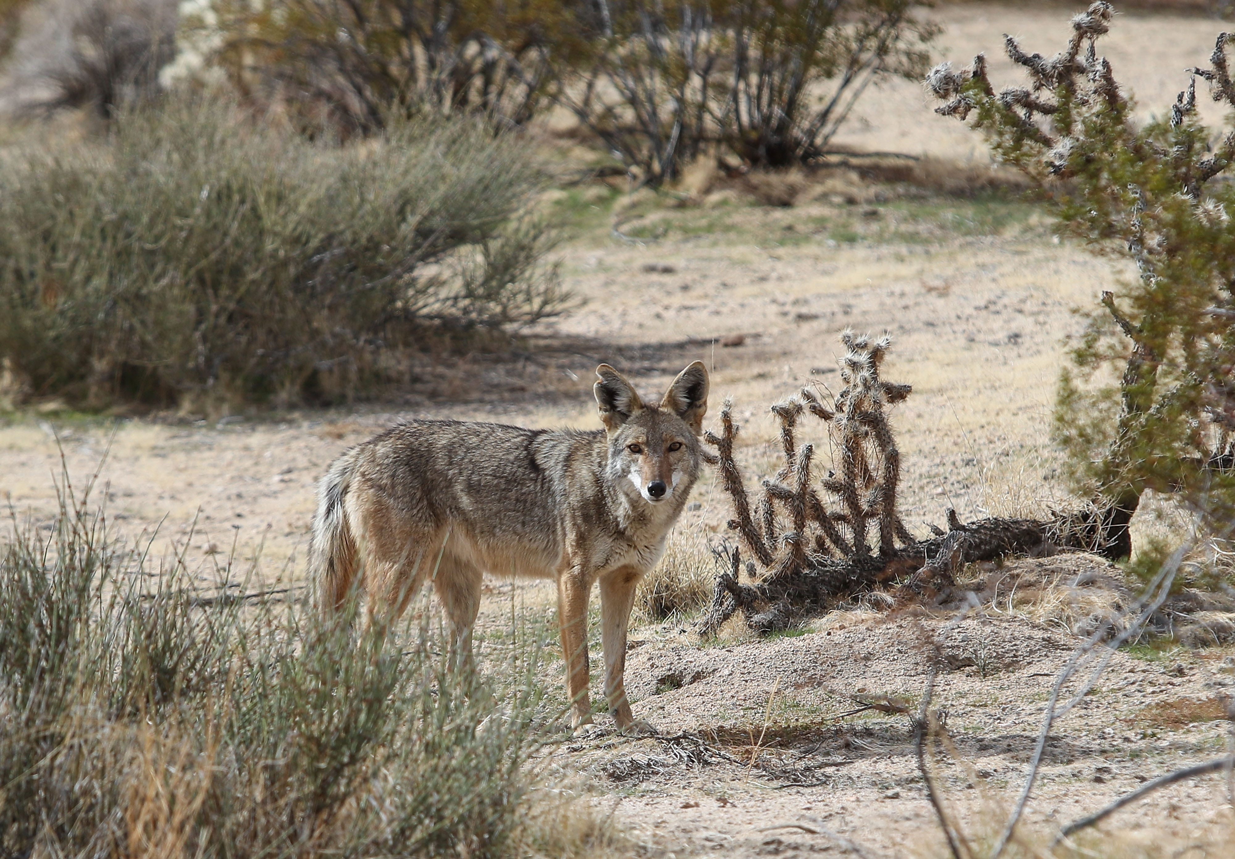 A coyote prowls the grounds just outside of Joshua Tree National Park's west entrance Jan. 14, 2022.