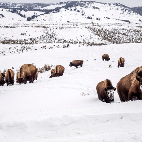 A mother bison leads her calf through deep snow to