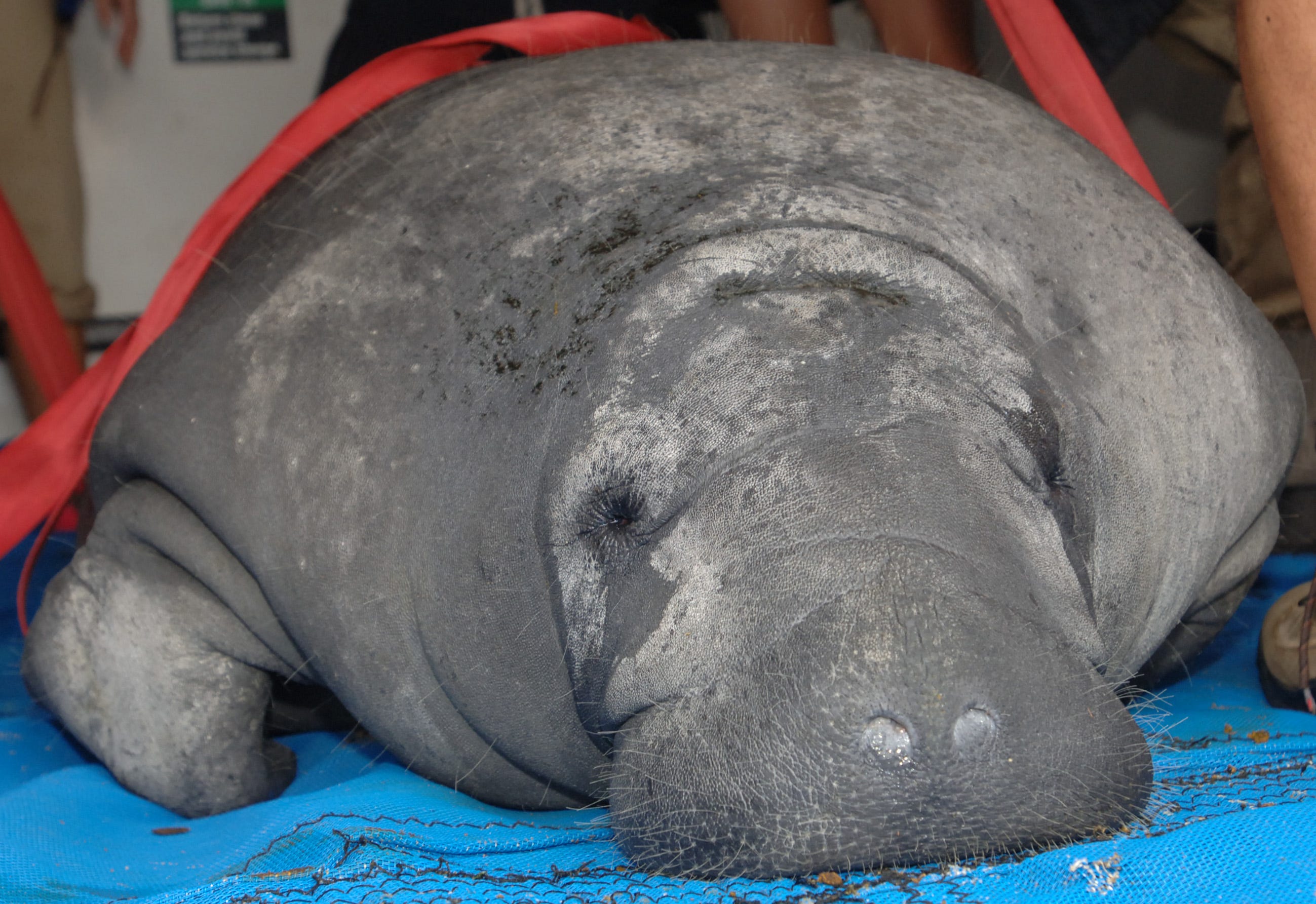 Manatees, often seen in Jacksonville waters, are in trouble again