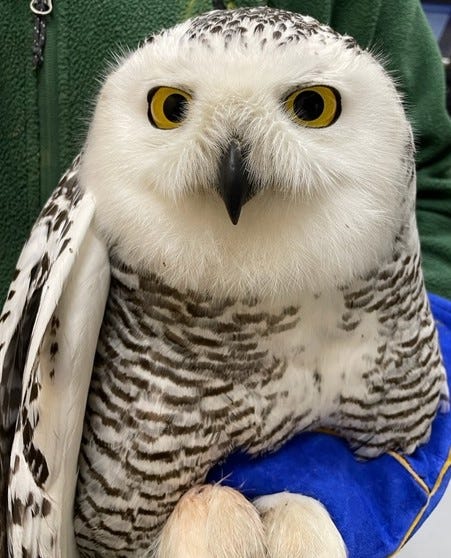 Injured snowy owl found on Green Bay's east side undergoing recovery