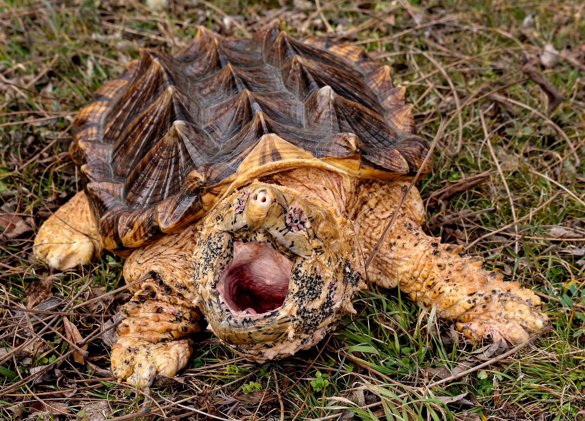 will a snapping turtle attack a dog