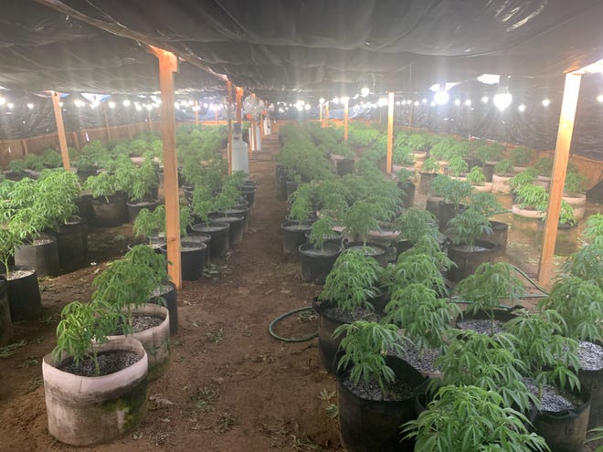 Operation Hammer Strike Week 22 included the arrest of more than three dozen suspects and the eradication of more than 250 marijuana greenhouses, the San Bernardino County Sheriff’s Department reported.