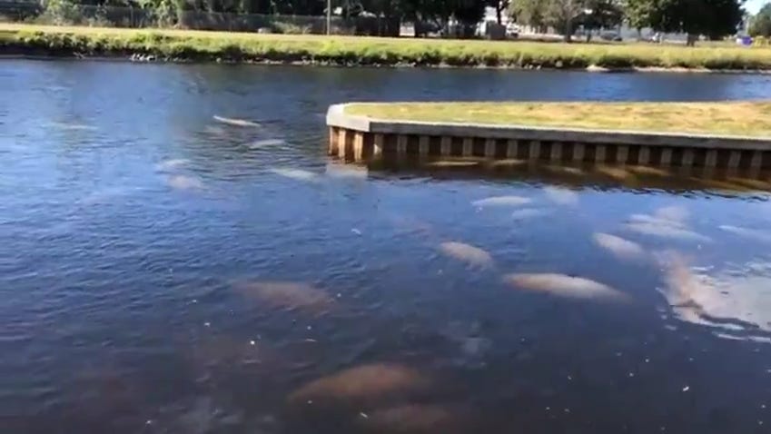 Manatees find warmth at Manatee Park in Lee County