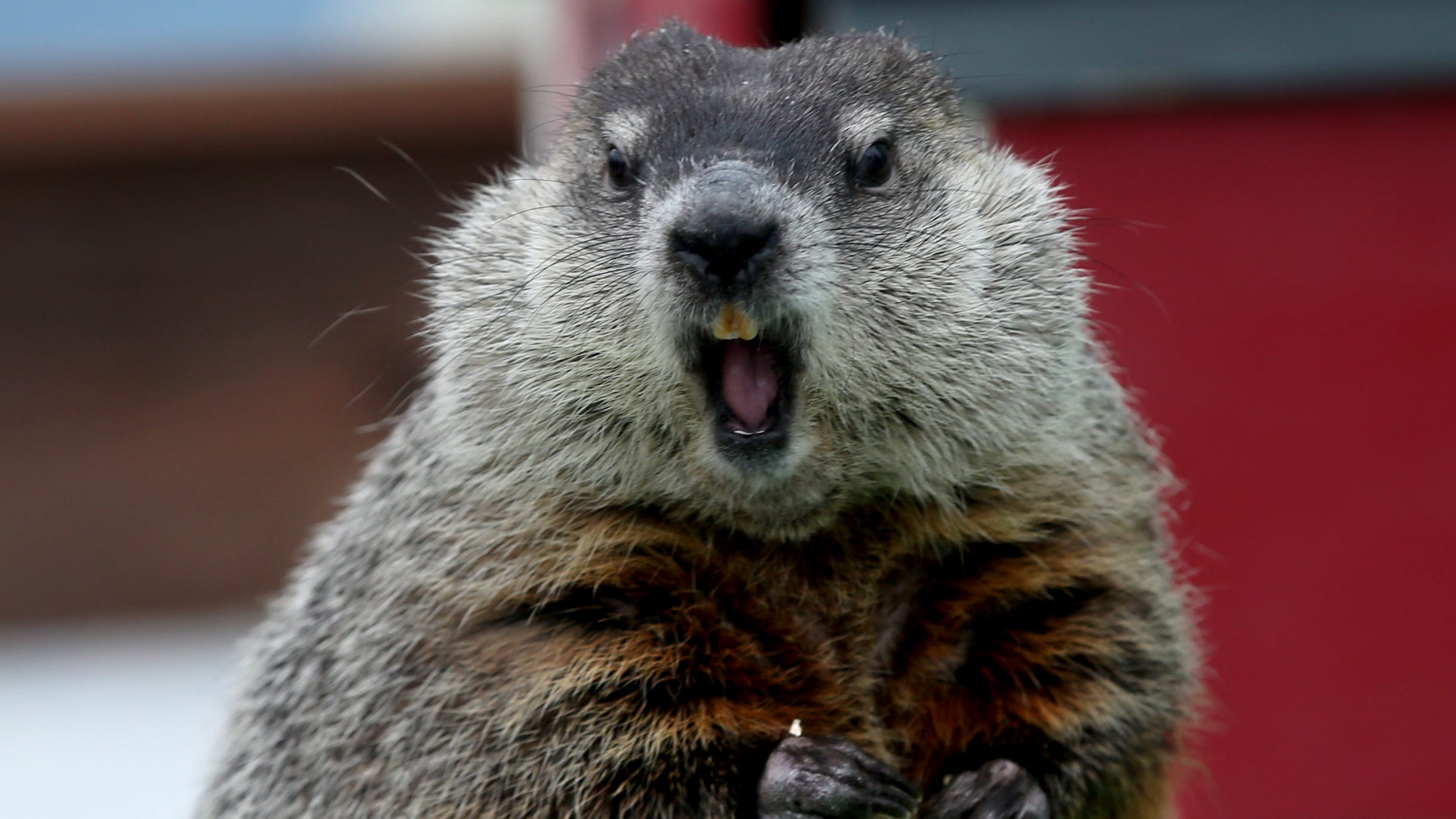 Milwaukee County Zoo's Groundhog Day Celebration features Gordy again
