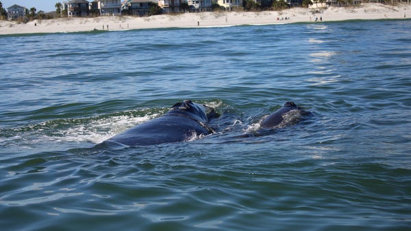 Seeing critically endangered North Atlantic right 