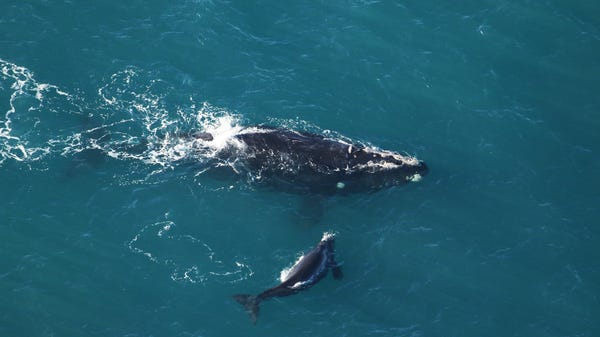 "Slalom," No. 1245 in the North Atlantic right wha