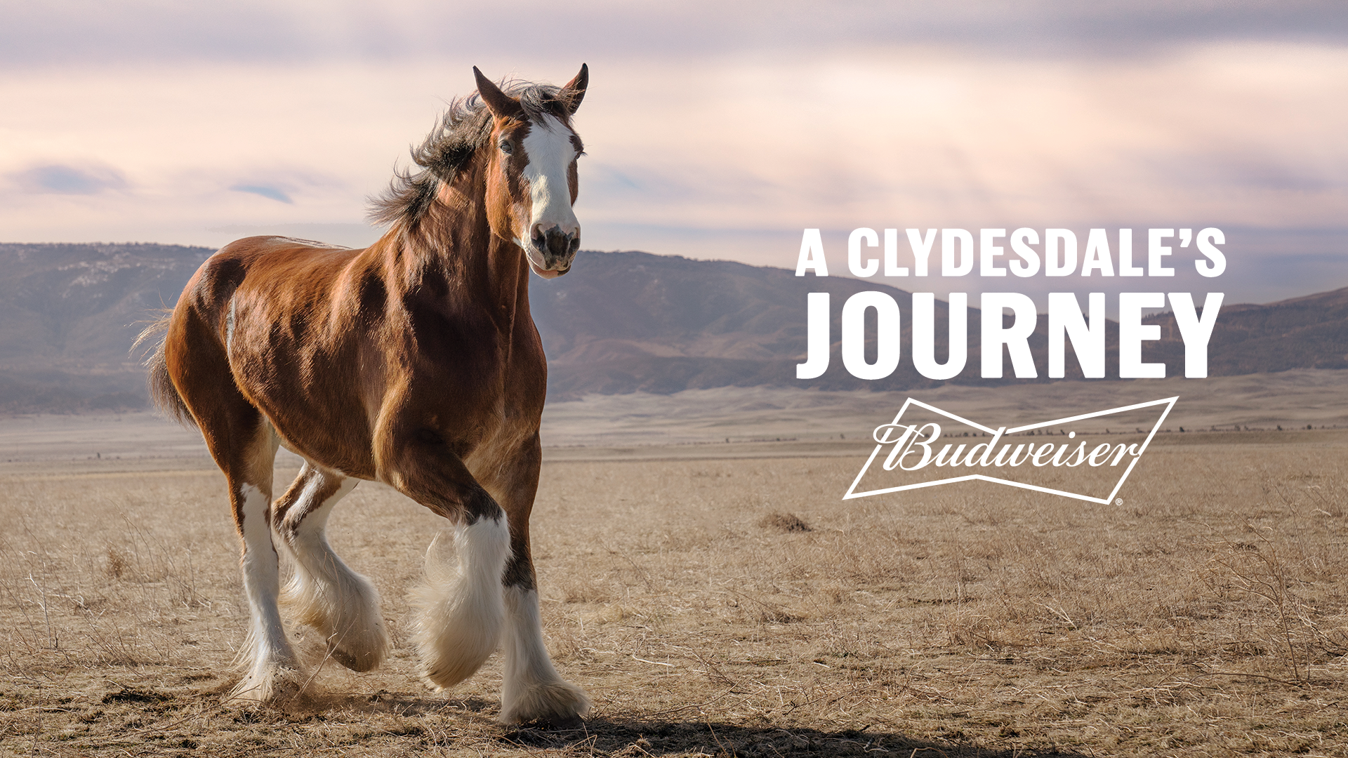 Clydesdales give hope in Budweiser return