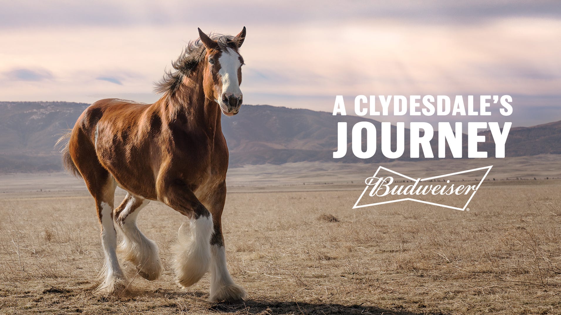 Budweiser reveals 2022 Super Bowl ad with Clydesdale, dog reunion