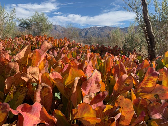 Incredible fall foliage of yerba mansa in Death Valley National Park in November 2021.