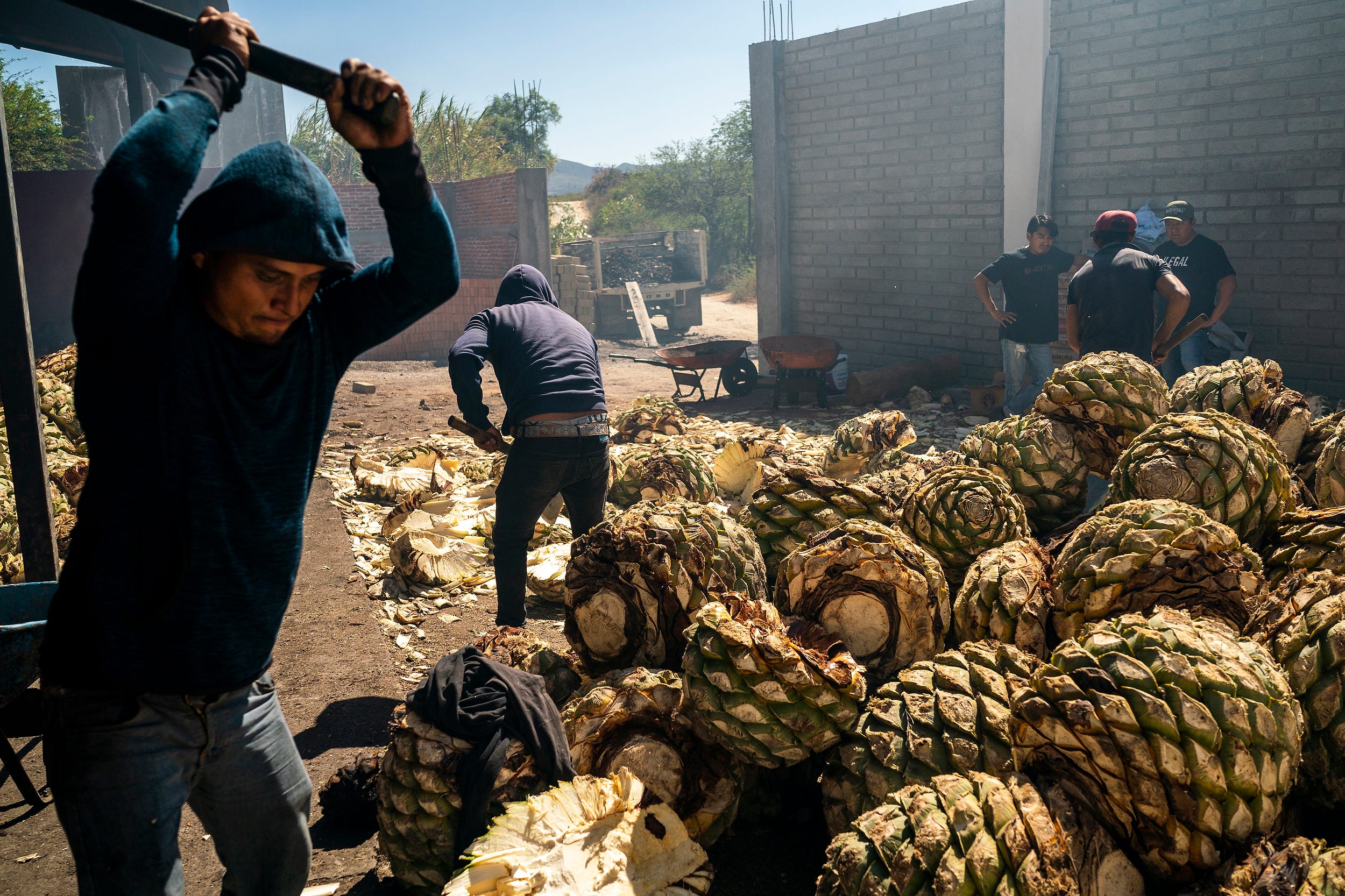 Employees cut agave hearts to place in the oven at Mal de Amor on Dec. 7, 2021, in Santiago Matatlán, Oaxaca, Mexico.