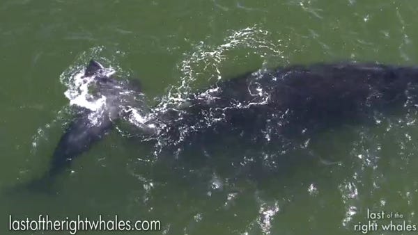 Last of the Right Whales documentary captures foot