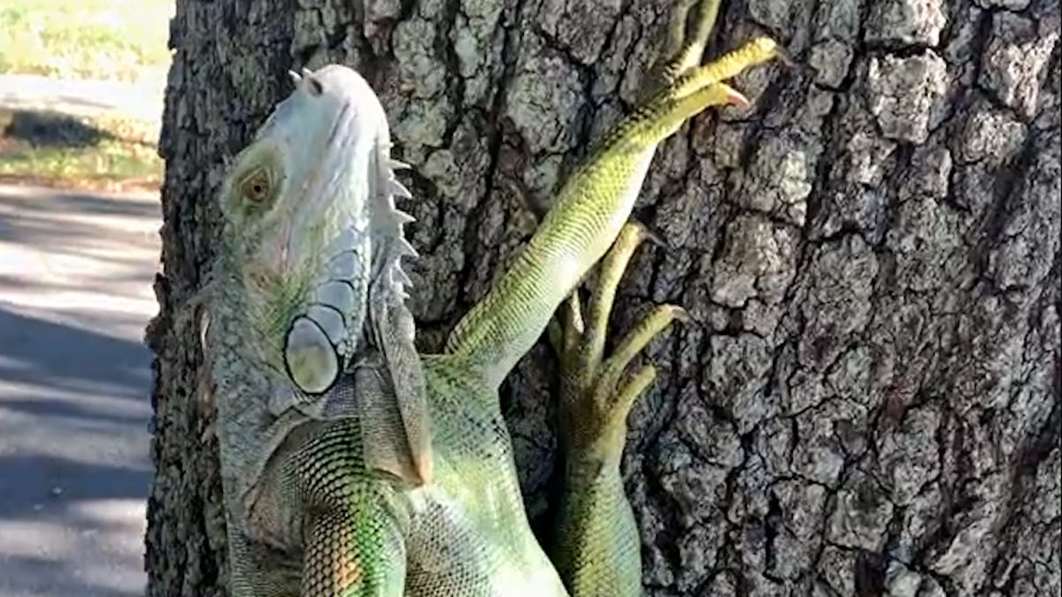 Falling iguanas in Florida? Cold temps could lead to bizarre Christmas