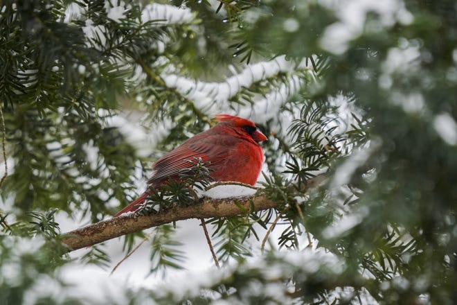 A male cardinal sits in a tree near Webster Park as snow falls during Winter Storm Landon in Columbus on Friday.