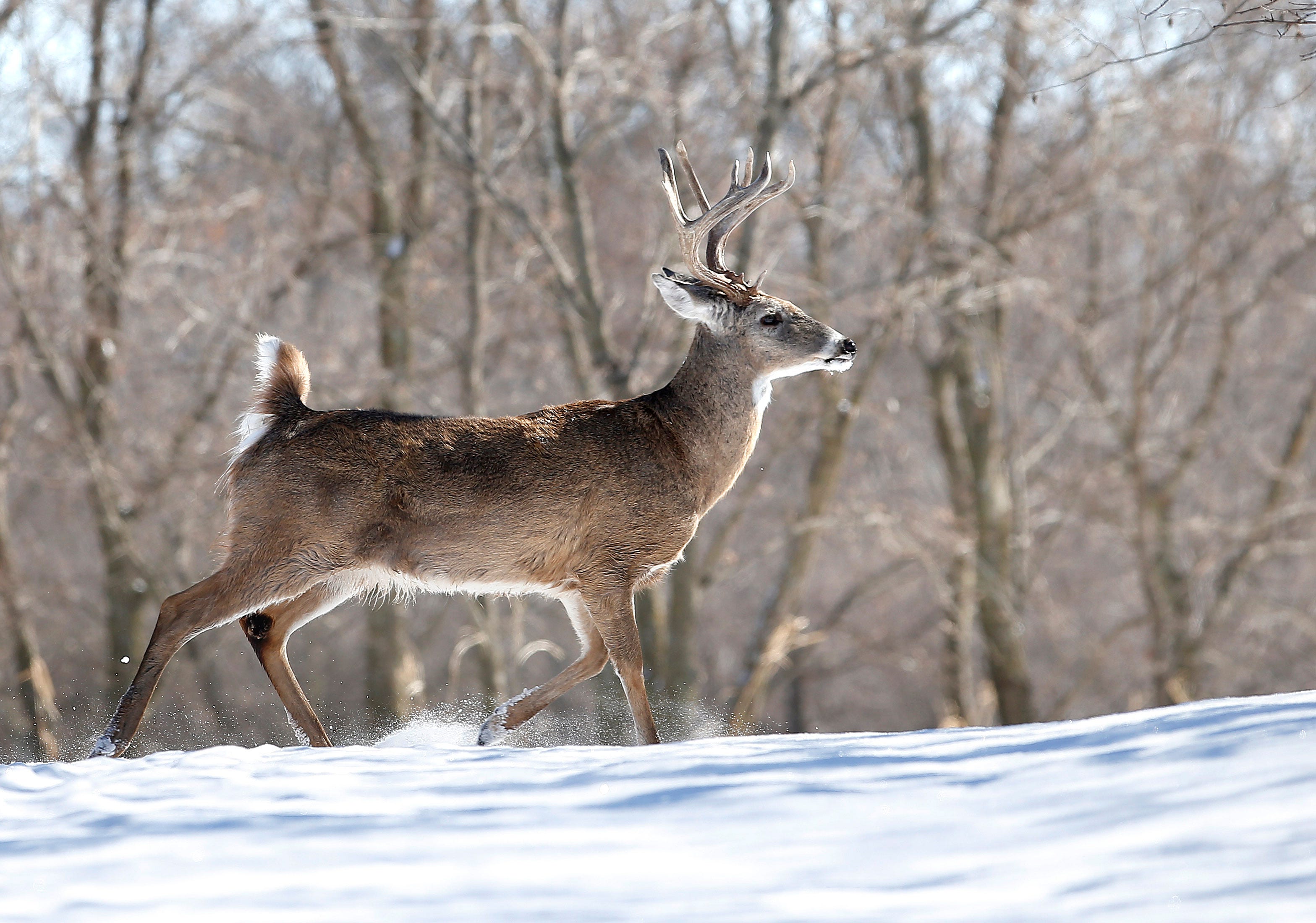 Oklahoma deer hunting season is over, but antlers now will be scored