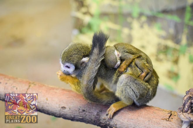 A new Squirrel Monkey was born at the Great Plains Zoo in Sioux Falls on February 1.