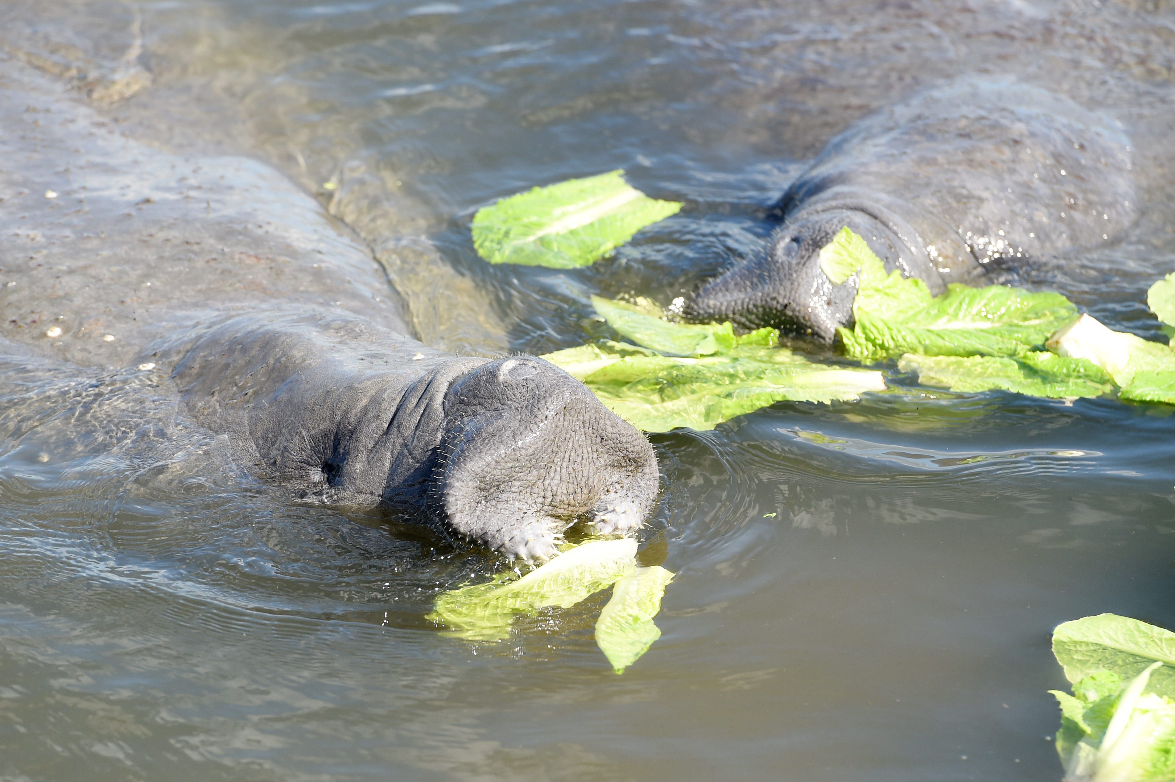 FWC will feed Florida manatees lettuce this winter to curb starvation