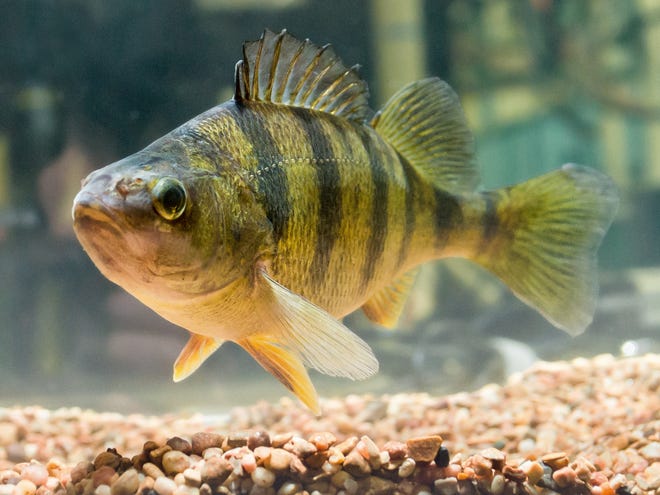 Declines in yellow perch caused the Ohio Division of Wildlife to cut daily limits for anglers last year, while this year's limits should be announced in the coming weeks.
